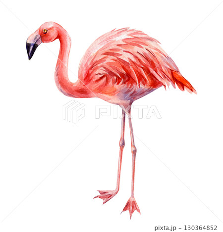 Pink flamingo bird standing with long legs watercolor tropical wildlife illustration for exotic summer decor Pink flamingo bird standing with long legs watercolor tropical wildlife illustration for exotic summer decor 130364852