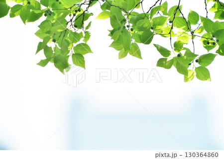 爽やか春の芽吹き 新緑 爽やか春の芽吹き 新緑 130364860