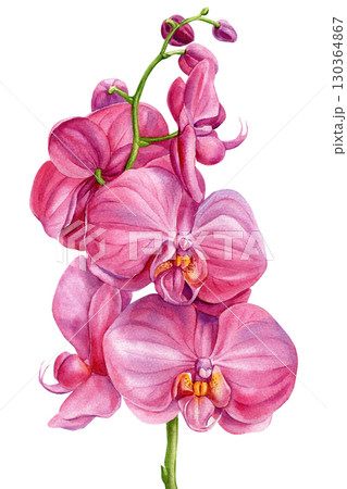 Orchid flowers watercolor painting. Pink blossoms botanical exotic floral illustration for decor and design, Tropical clipart 130364867