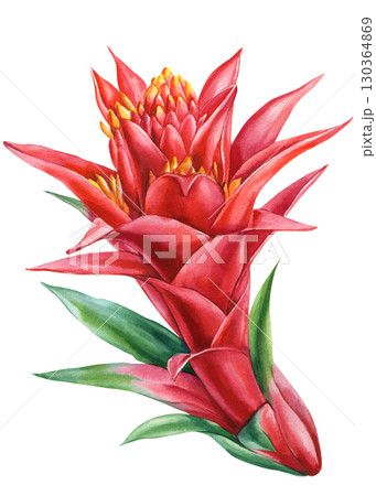 red bromeliad tropical flower watercolor botanical illustration with green leaves exotic floral artwork for jungle decor design 130364869