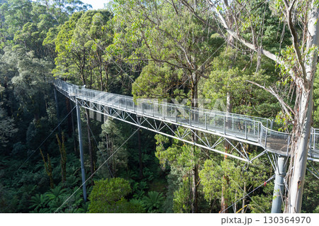 Treetop walk in eucalyptus forest, Great Otway National Park, Australia 130364970