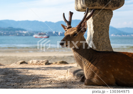 Wild deer resting by stone lantern on Miyajima beach, Japan 130364975