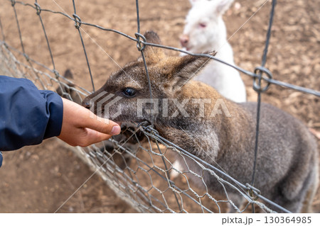 Hand feeding a wallaby behind a wire fence in Australia Hand feeding a wallaby behind a wire fence in Australia 130364985