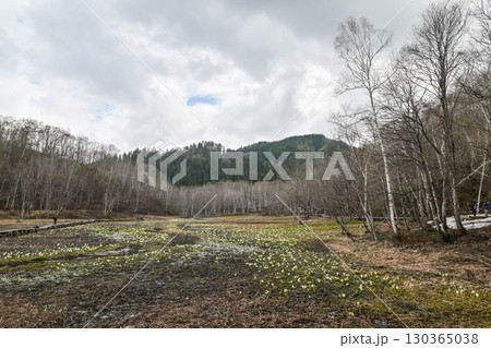 池ヶ原湿原の春 130365038