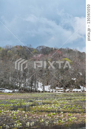 池ヶ原湿原の春 池ヶ原湿原の春 130365050