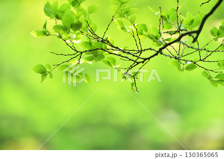 爽やか春の芽吹き 新緑 130365065