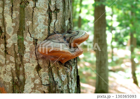A fungus that grows on trees. Wood fungus on tree bark. 130365093