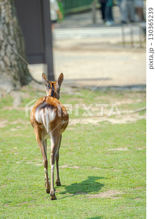 鹿の後ろ姿001 130365239