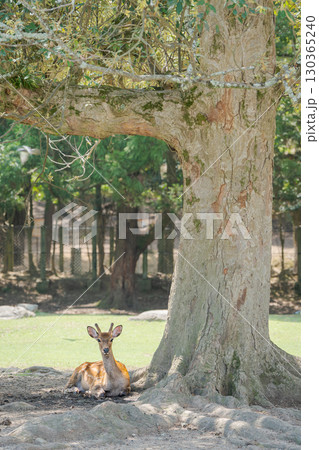 鹿の後ろ姿001 130365240