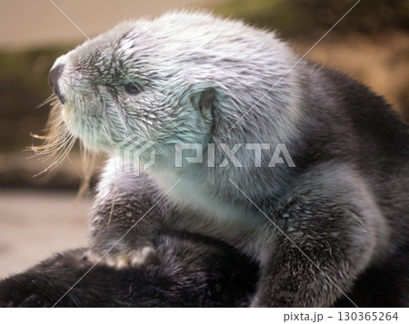 らっこ らっこ 130365264