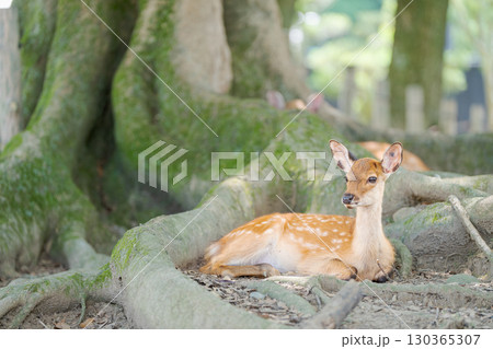 木陰でたたずむニホンジカ004 木陰でたたずむニホンジカ004 130365307