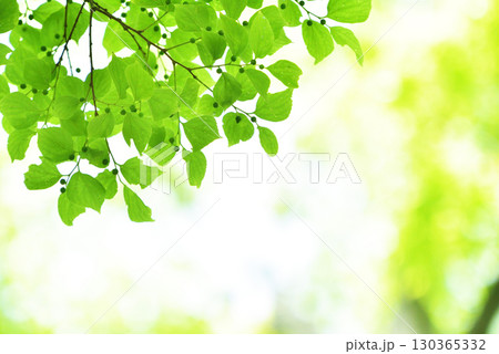 爽やか春の芽吹き 新緑 爽やか春の芽吹き 新緑 130365332