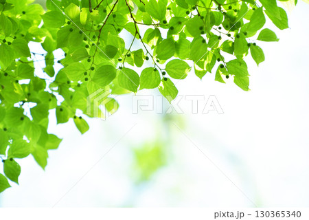 爽やか春の芽吹き 新緑 爽やか春の芽吹き 新緑 130365340