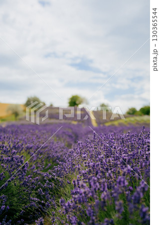 Scenic view of vibrant lavender field stretching towards horizon, creating mesmerizing purple landscape under cloudy sky, offering tranquil and picturesque scene. Lavender field, purple blooms 130365544