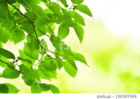 爽やか春の芽吹き 新緑 130365569