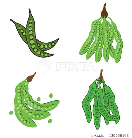 Parkia speciosa Hassk vegetable illustration design 130366168