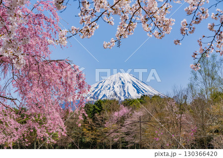【山梨県】桜とツツジが美しい、西湖の野鳥の森公園　後方に富士山 130366420