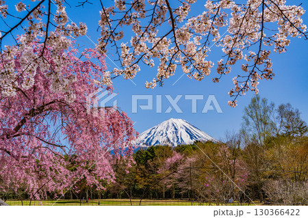 【山梨県】桜とツツジが美しい、西湖の野鳥の森公園　後方に富士山 130366422