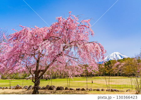 【山梨県】桜とツツジが美しい、西湖の野鳥の森公園　後方に富士山 130366423
