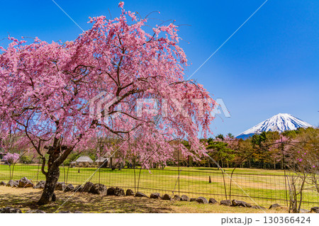 【山梨県】桜とツツジが美しい、西湖の野鳥の森公園 後方に富士山 【山梨県】桜とツツジが美しい、西湖の野鳥の森公園 後方に富士山 130366424