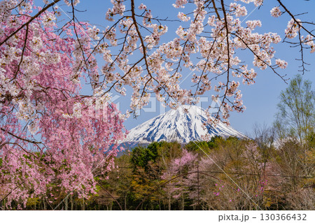 【山梨県】桜とツツジが美しい、西湖の野鳥の森公園　後方に富士山 130366432