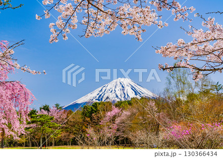 【山梨県】桜とツツジが美しい、西湖の野鳥の森公園　後方に富士山 130366434