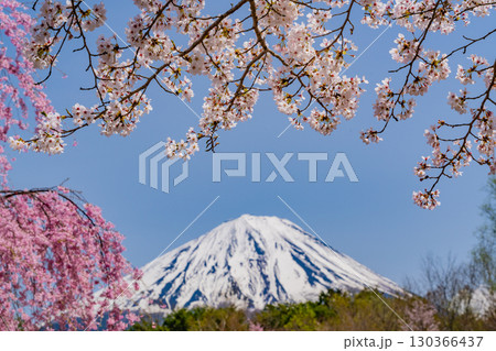【山梨県】桜とツツジが美しい、西湖の野鳥の森公園　後方に富士山 130366437