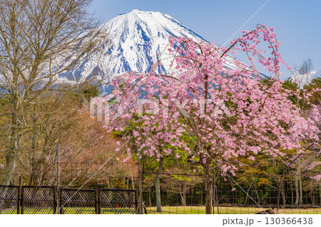 【山梨県】桜とツツジが美しい、西湖の野鳥の森公園　後方に富士山 130366438