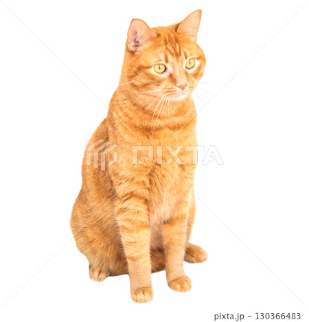 Red domestic cat Red domestic cat 130366483
