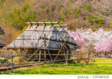 【山梨県】桜とツツジが美しい、西湖の野鳥の森公園 【山梨県】桜とツツジが美しい、西湖の野鳥の森公園 130366502