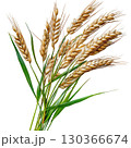 Oat plant rice watercolor isolated on white background, PNG transparent clipart. 130366674