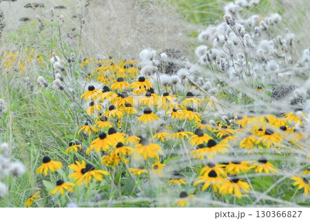 Rudbeckia hirta, commonly called black-eyed Susan and yellow coneflower, is a North American flowering plant in the family Asteraceae. It grows to 1 metre tall with daisy-like yellow flower heads Rudbeckia hirta, commonly called black-eyed Susan and yellow coneflower, is a North American flowering plant in the family Asteraceae. It grows to 1 metre tall with daisy-like yellow flower heads 130366827