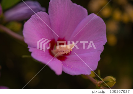 Mugunghwa, rose of the Sharon, hibiscus syriacus flower, South Korea. 130367027
