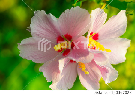 Mugunghwa, rose of the Sharon, hibiscus syriacus flower, South Korea. 130367028