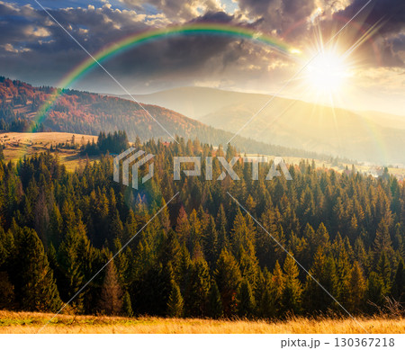 rural area of mountains in autumn at sunset. wonderful highland in evening light observed from the hillside. meadows on rolling hills near spruce forest. alpine travel destination 130367218