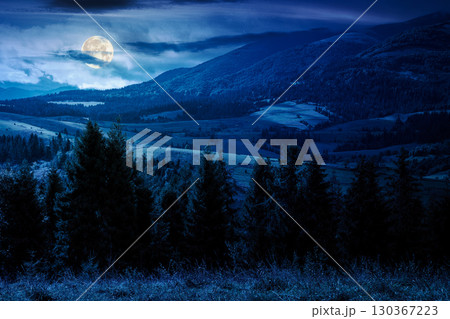 spruce forest behind the grassy meadow at night. early autumn landscape of carpathian mountains. clouds on the ridge. outdoor adventures and hiking season. alpine scenery in full moon light 130367223