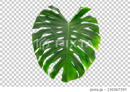Tropical Monstera Leaf Isolated on Transparent Background for Design and Decoration. Monstera leaf PNG isolated tropical foliage Tropical Monstera Leaf Isolated on Transparent Background for Design and Decoration. Monstera leaf PNG isolated tropical foliage 130367397