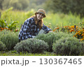 Woman Tending to Lavender and Marigold Garden 130367465