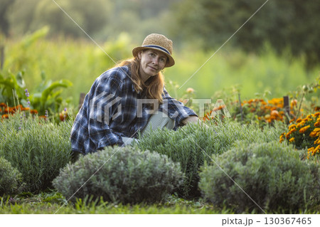 Woman Tending to Lavender and Marigold Garden 130367465