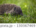 Hedgehog Exploring Lush Green Grass 130367469
