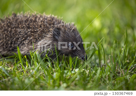 Hedgehog Exploring Lush Green Grass 130367469