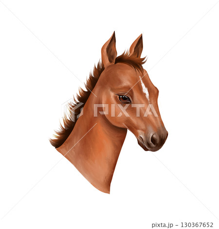 Hand-drawn illustration of an adorable foal head with a white stripe on its muzzle and a short mane Hand-drawn illustration of an adorable foal head with a white stripe on its muzzle and a short mane 130367652