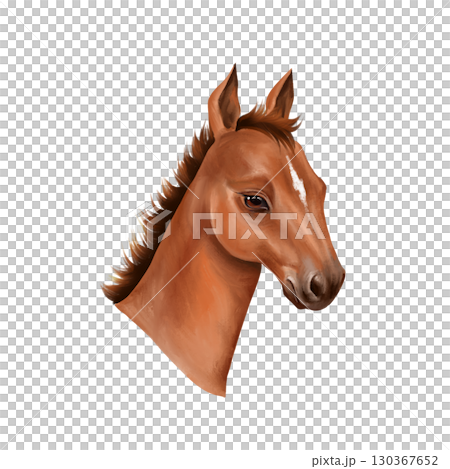 Hand-drawn illustration of an adorable foal head with a white stripe on its muzzle and a short mane Hand-drawn illustration of an adorable foal head with a white stripe on its muzzle and a short mane 130367652