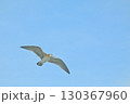 青空バックに飛翔するウミネコ 130367960