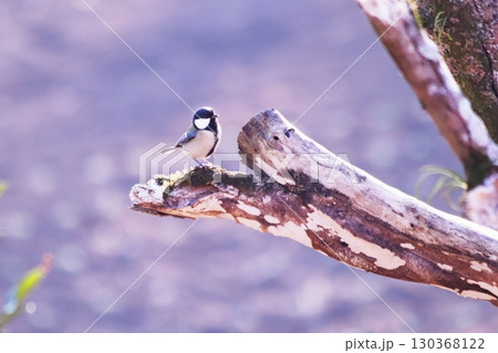 木にとまるシジュウカラ 木にとまるシジュウカラ 130368122