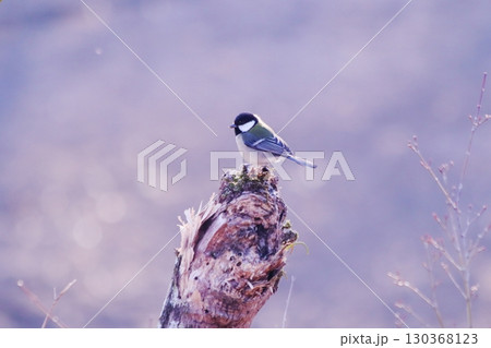 木にとまるシジュウカラ 木にとまるシジュウカラ 130368123