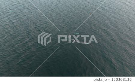 Aerial view of two fin whales, Balaenoptera physalus, hunting in Donegal Bay, Ireland 130368136