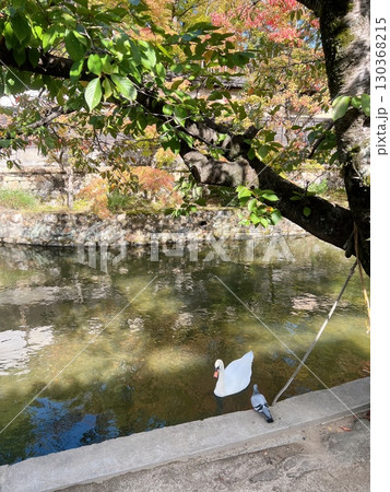 木漏れ日が差し込む池でのんびりする鳥たち 130368215