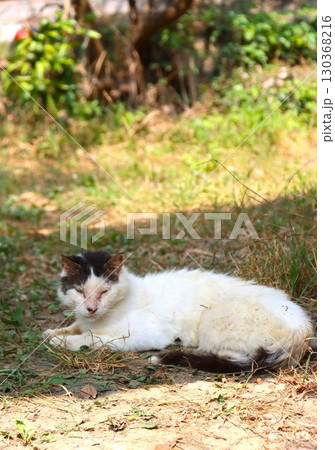 里山の日陰に伏せて見つめる猫 里山の日陰に伏せて見つめる猫 130368216