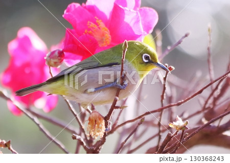山茶花と可愛いメジロ 130368243